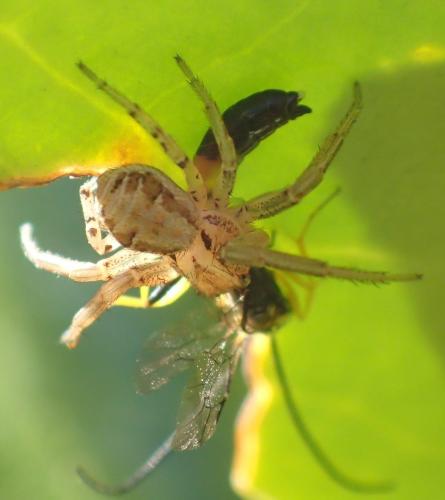 Xysticus sp.